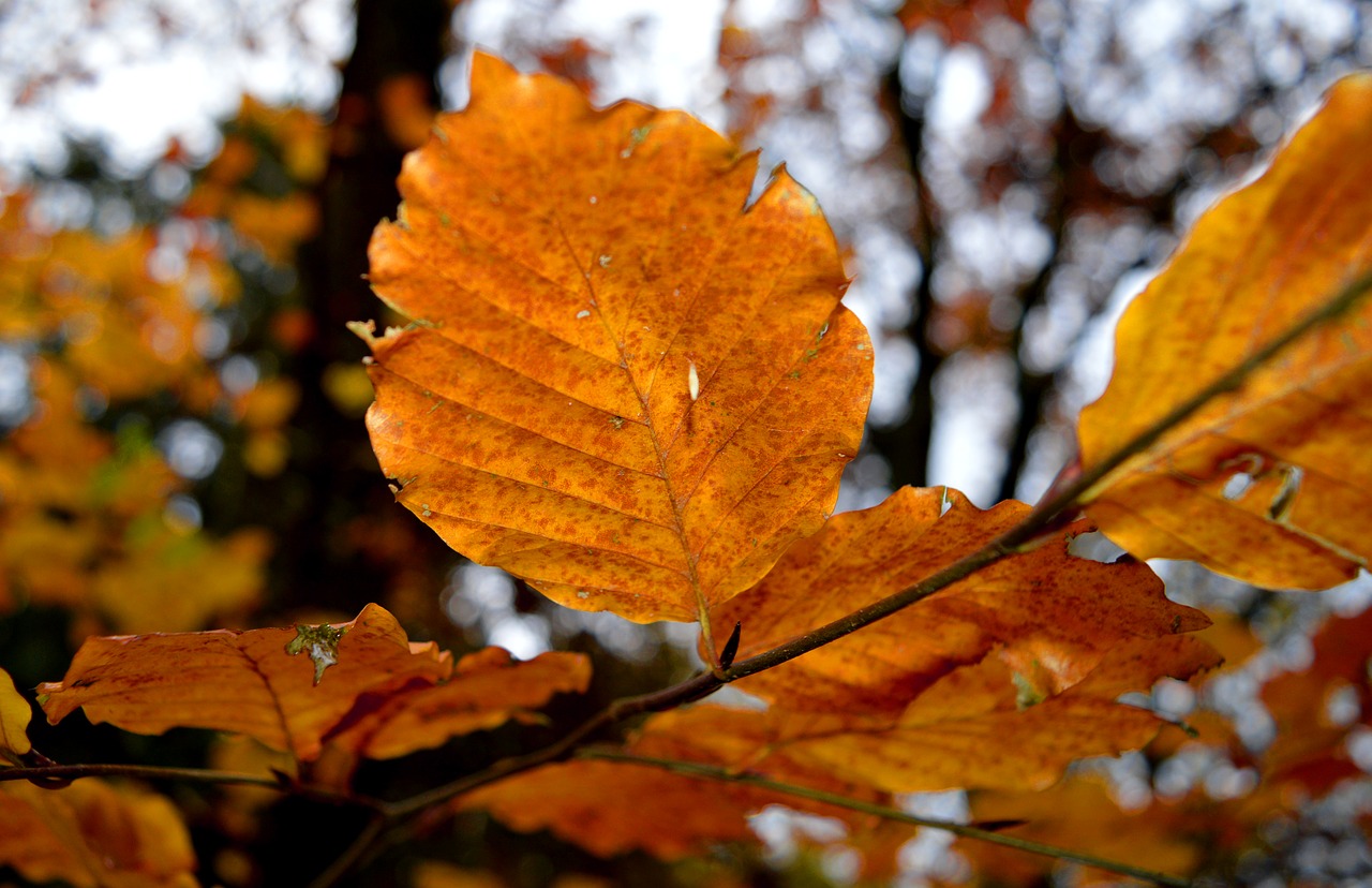 autumn leaves branch  autumn mood  nature free photo