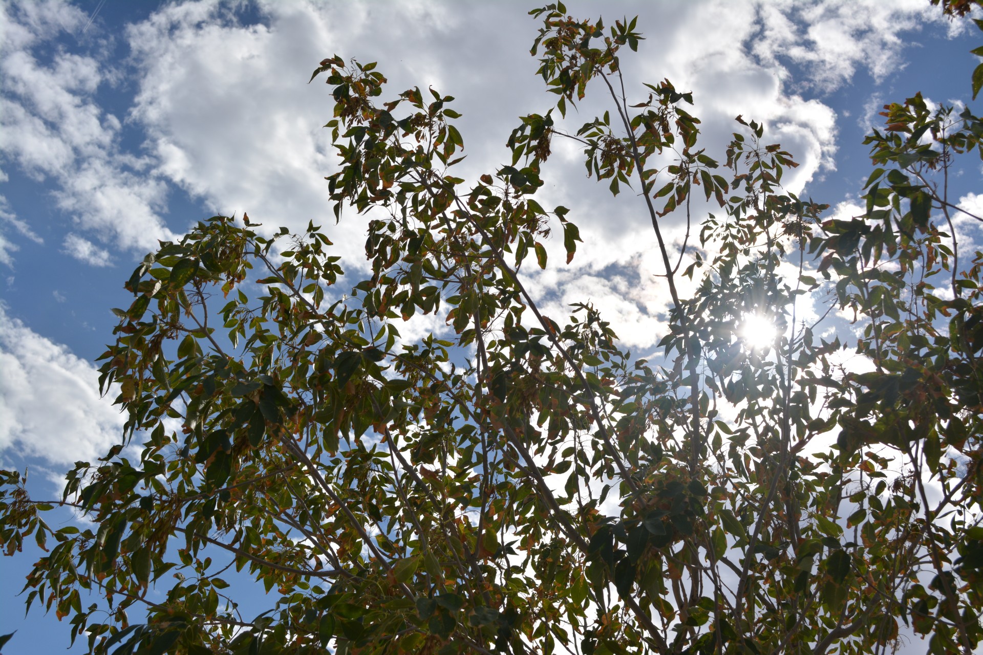 autumn leaves nature free photo