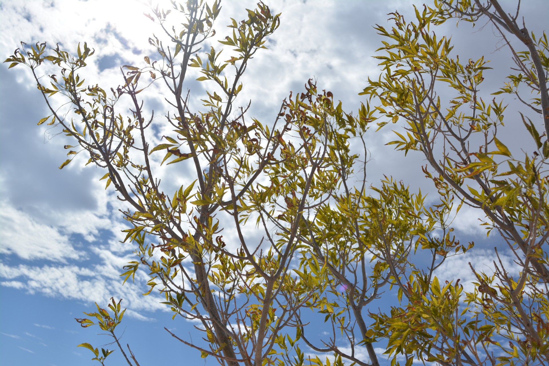 autumn leaves nature free photo