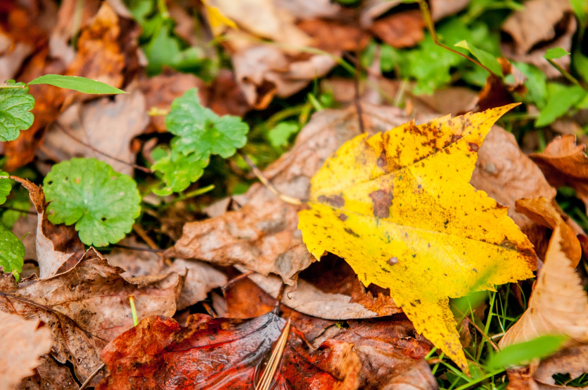 autumn leaves colors free photo