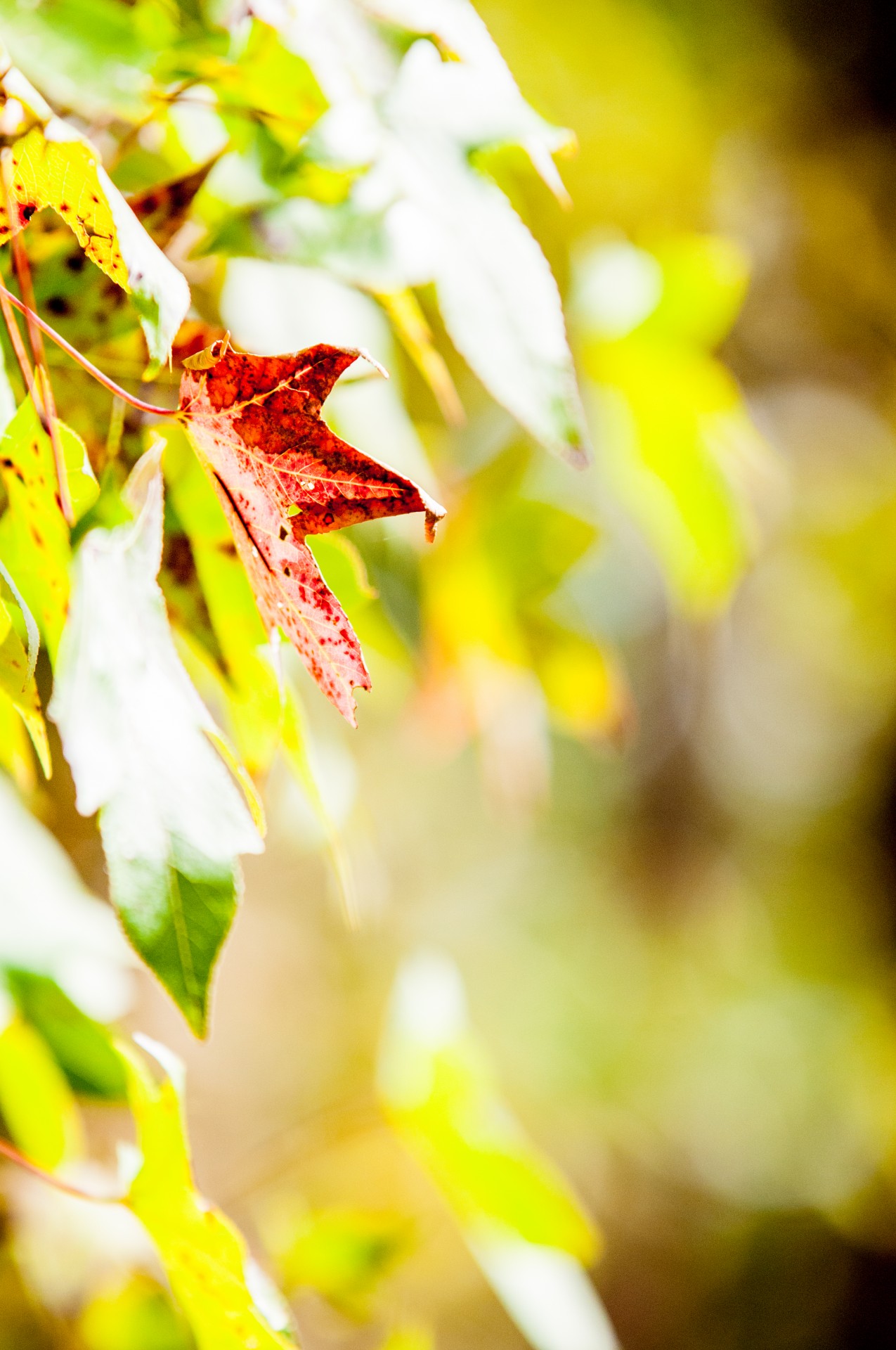 autumn leaves colors free photo