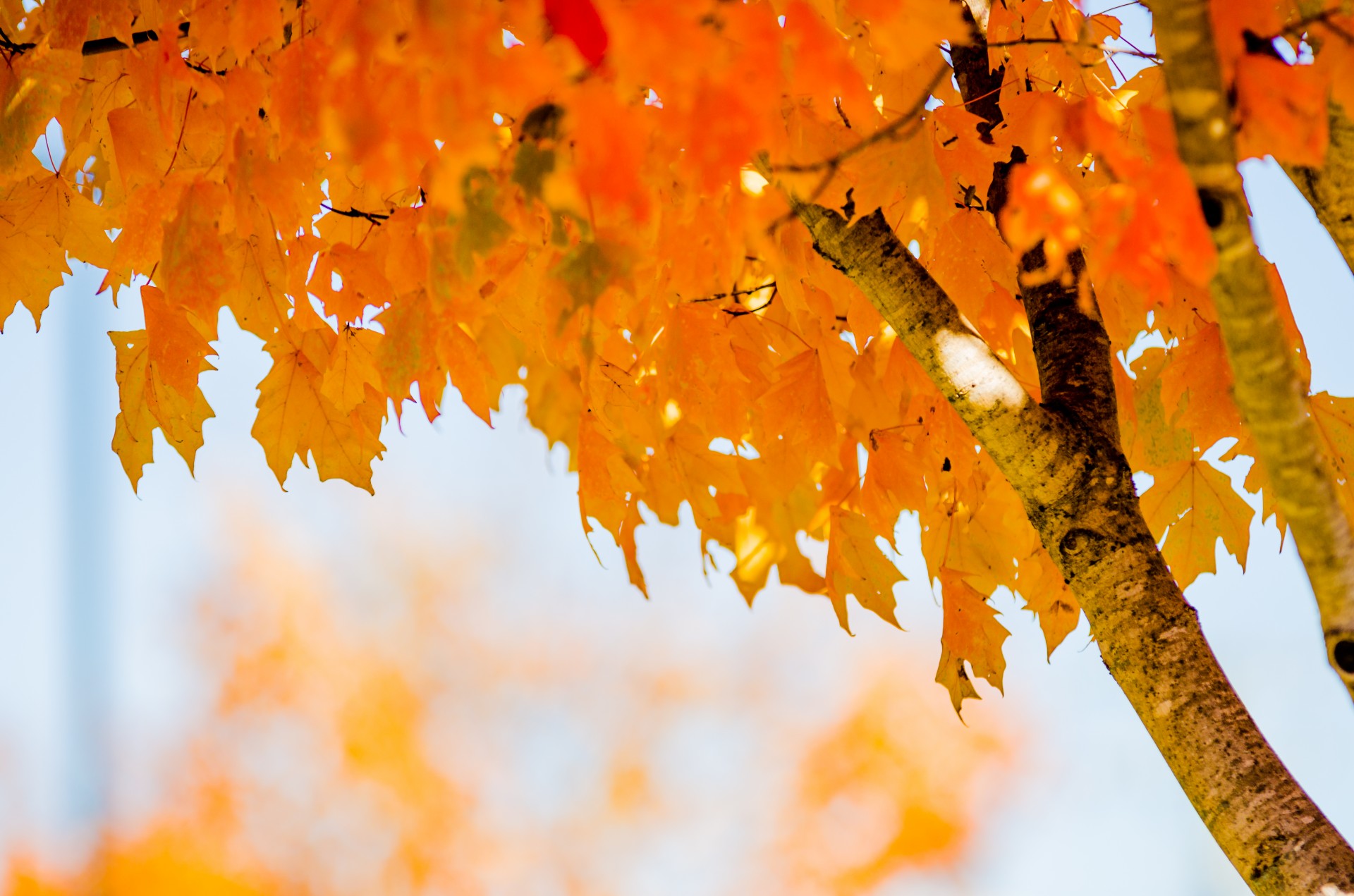 autumn leaves colors free photo