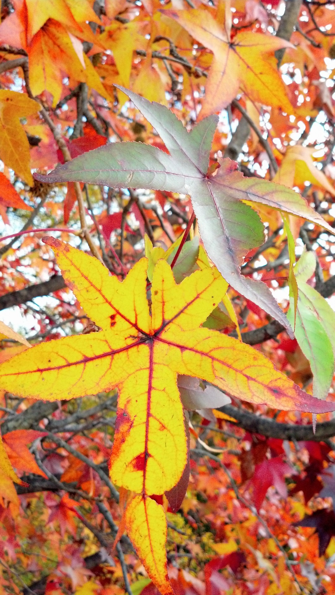 autumn leaves colors free photo