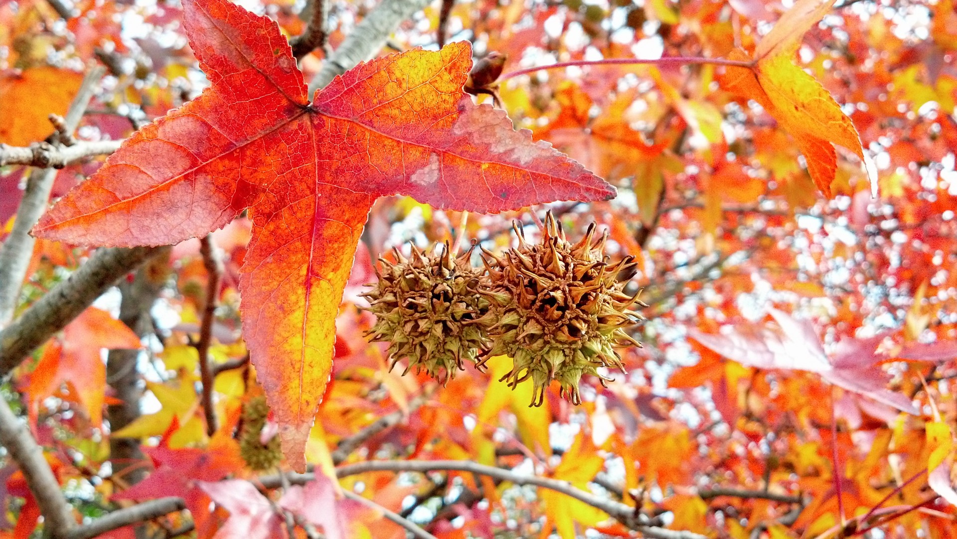 autumn leaves colors free photo