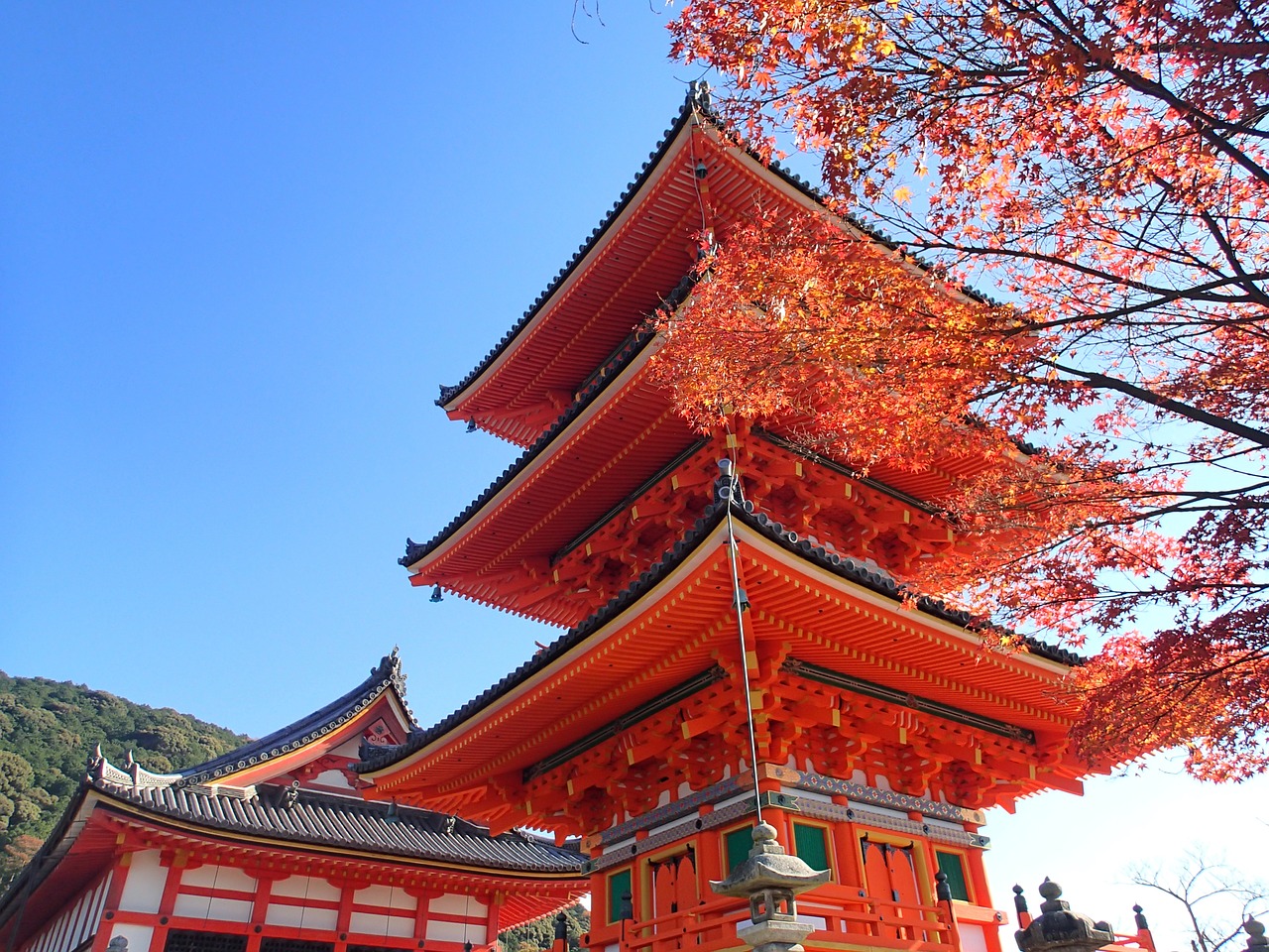 autumn leaves hunting kyoto autumn free photo