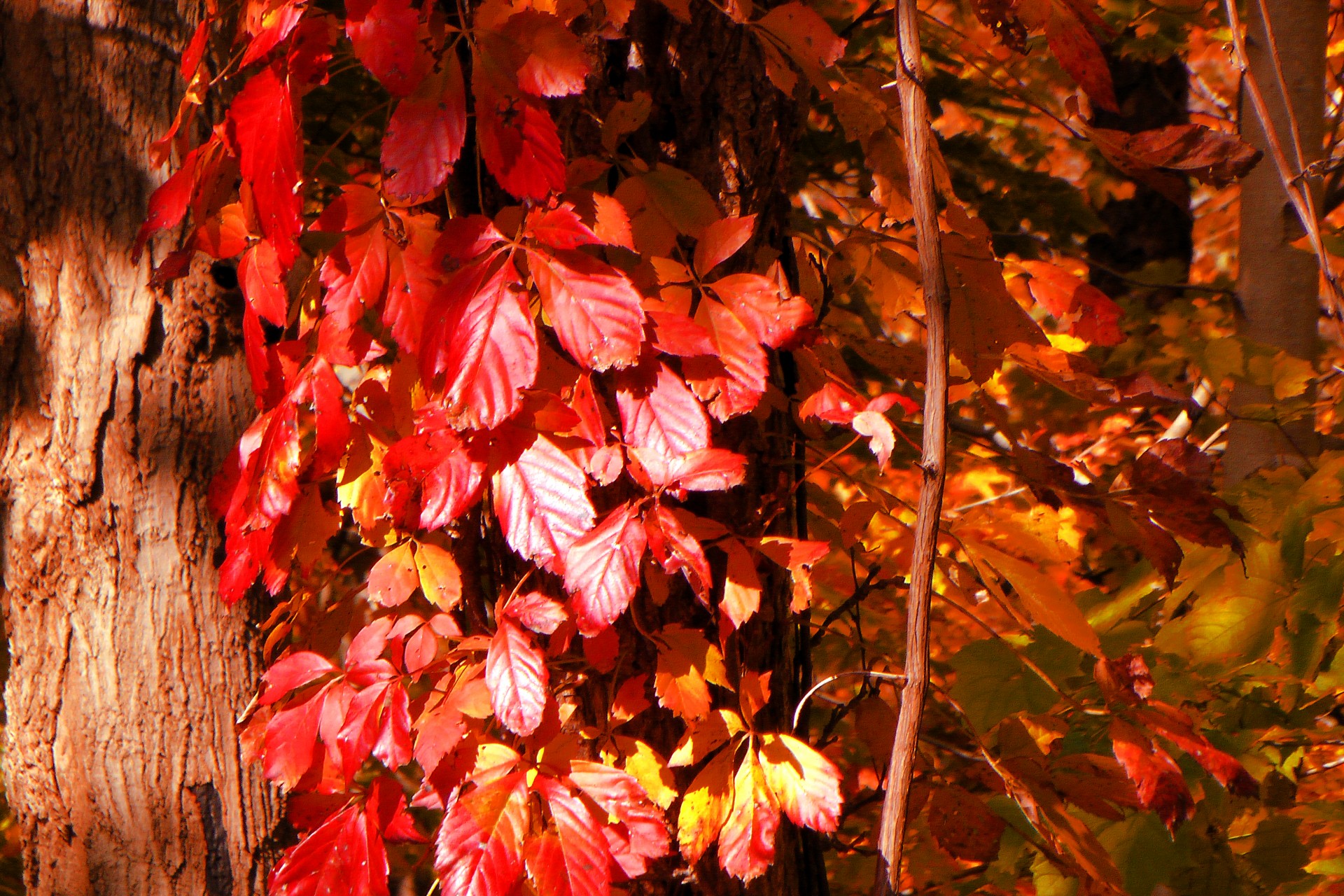 autumn autumn leaves red leaves free photo