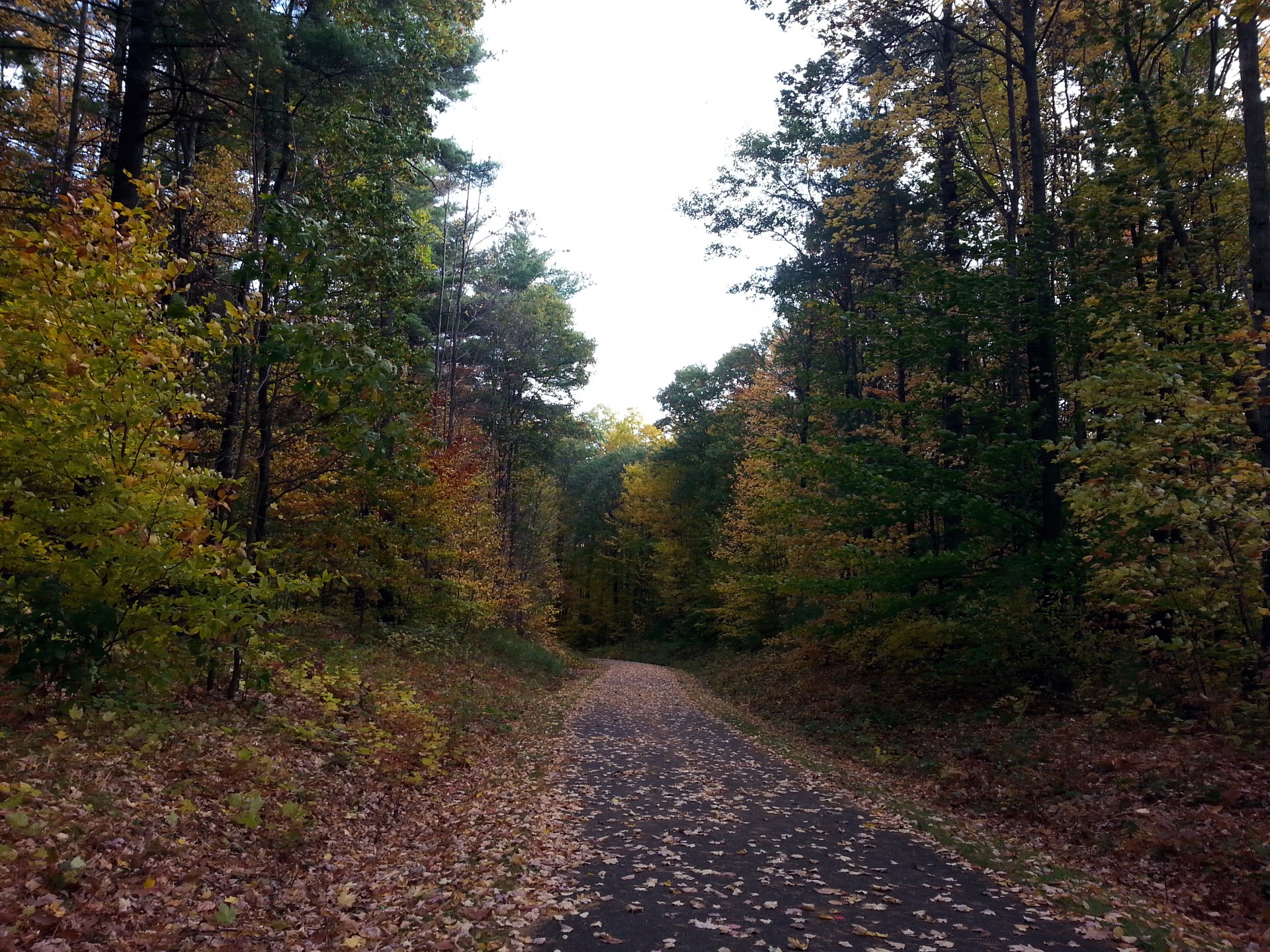 walking path autumn free photo