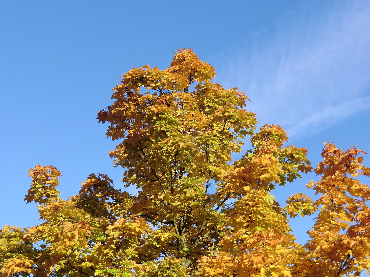 autumn light leaves fall foliage free photo