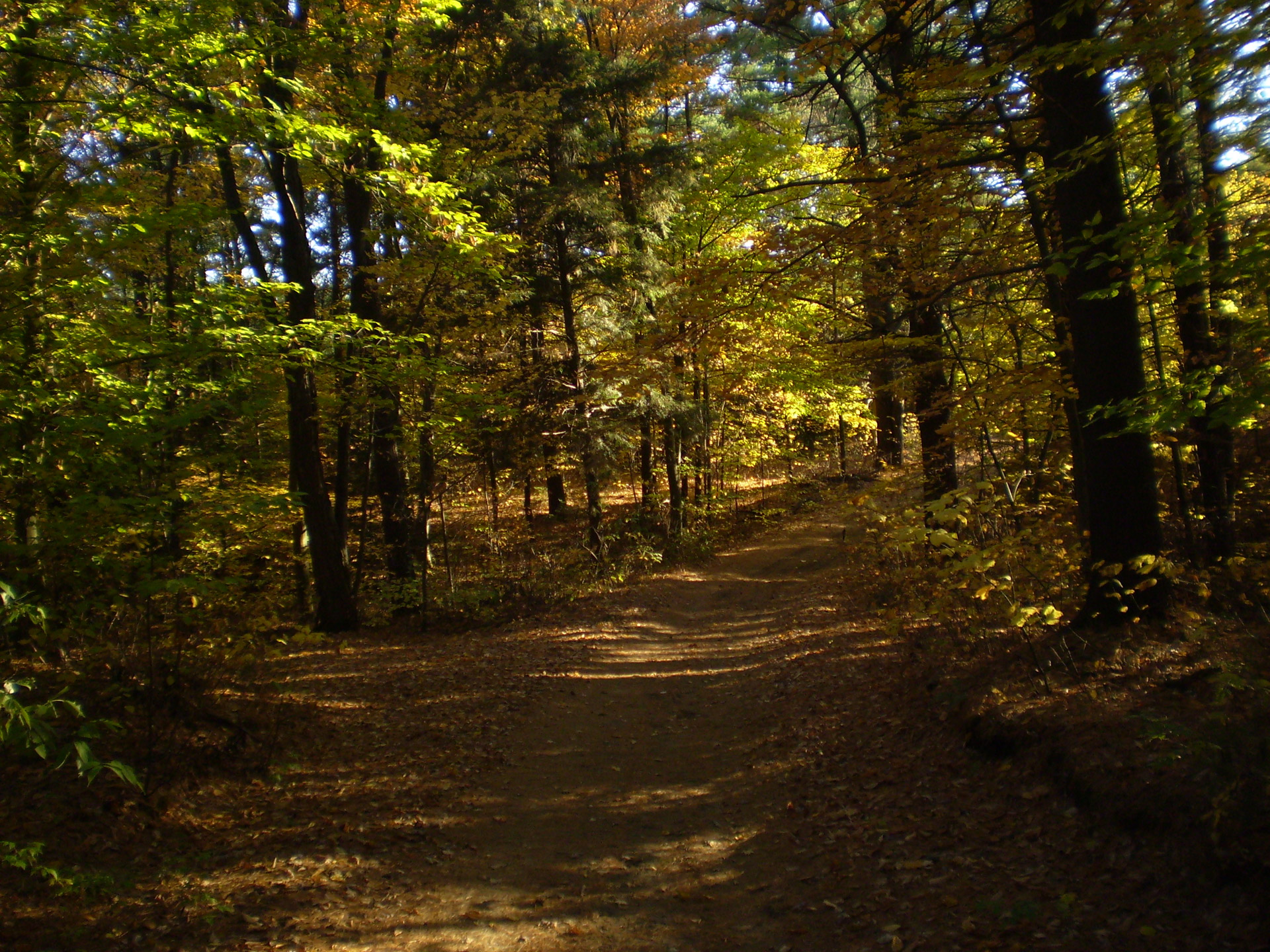 forest autumn light free photo