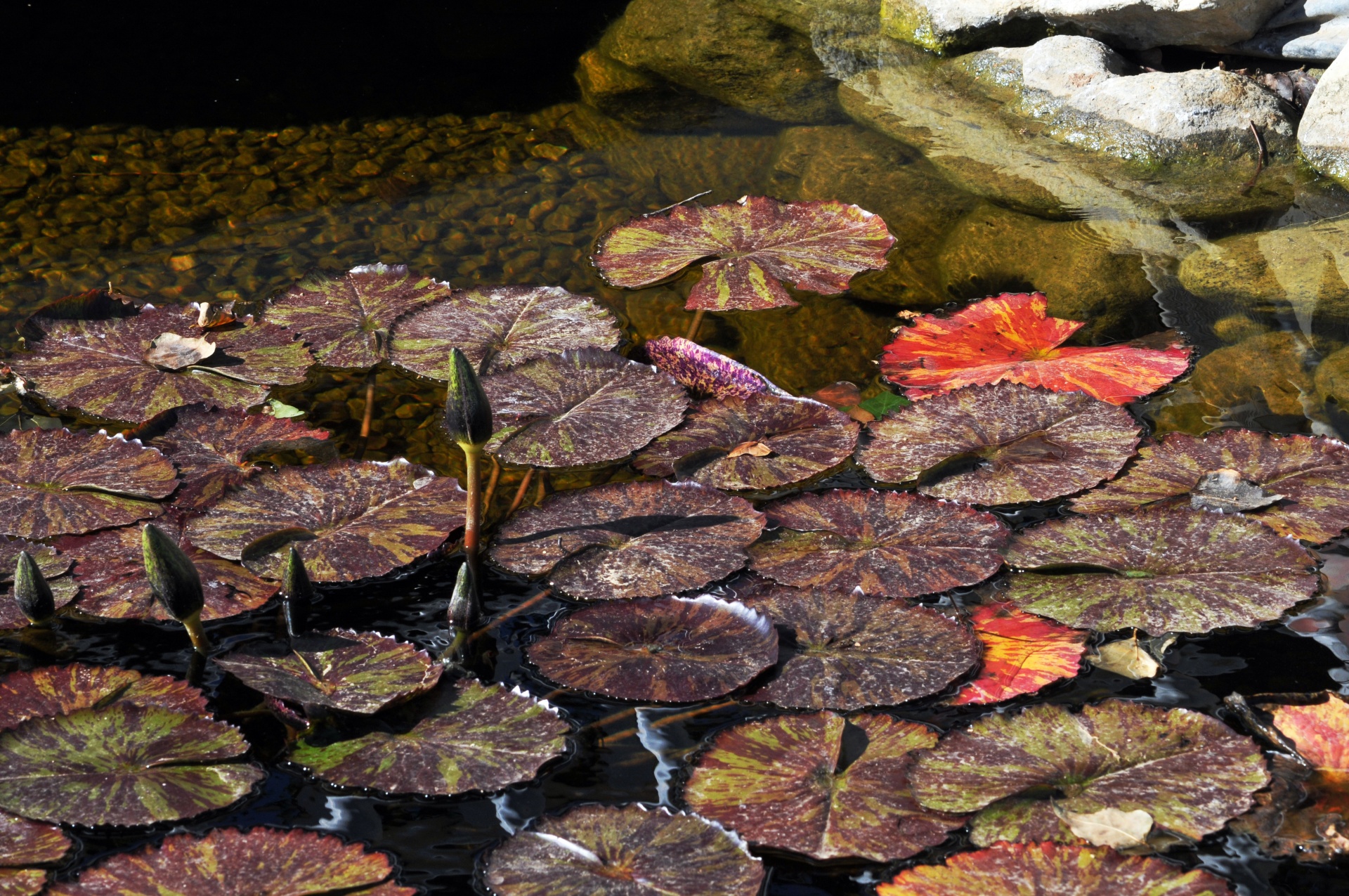 lily pond leaves free photo