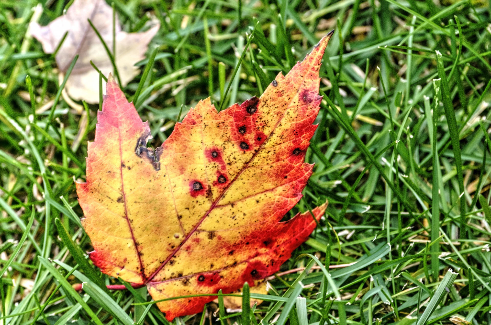 autumn fall leaves free photo