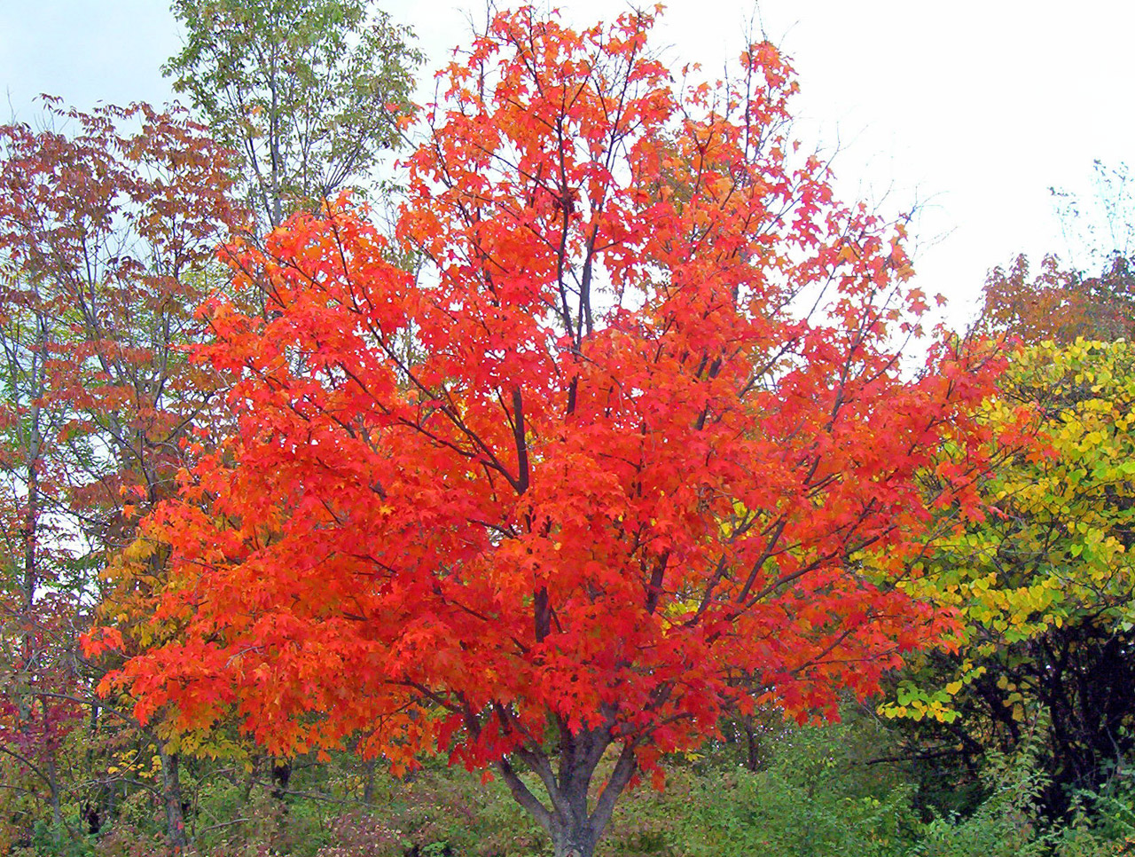 maple tree autumn free photo