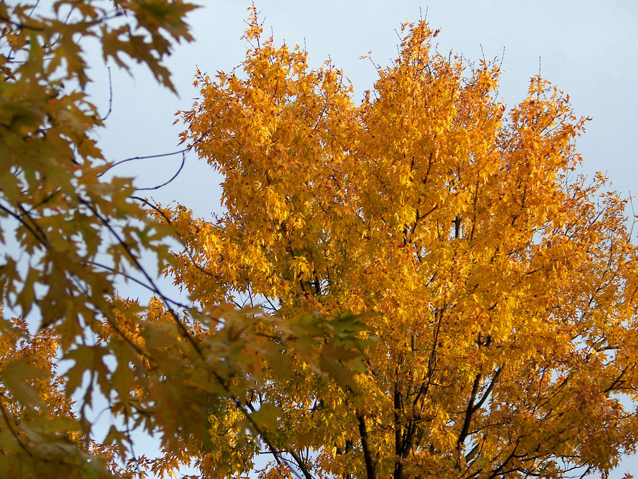 autumn fall maple free photo