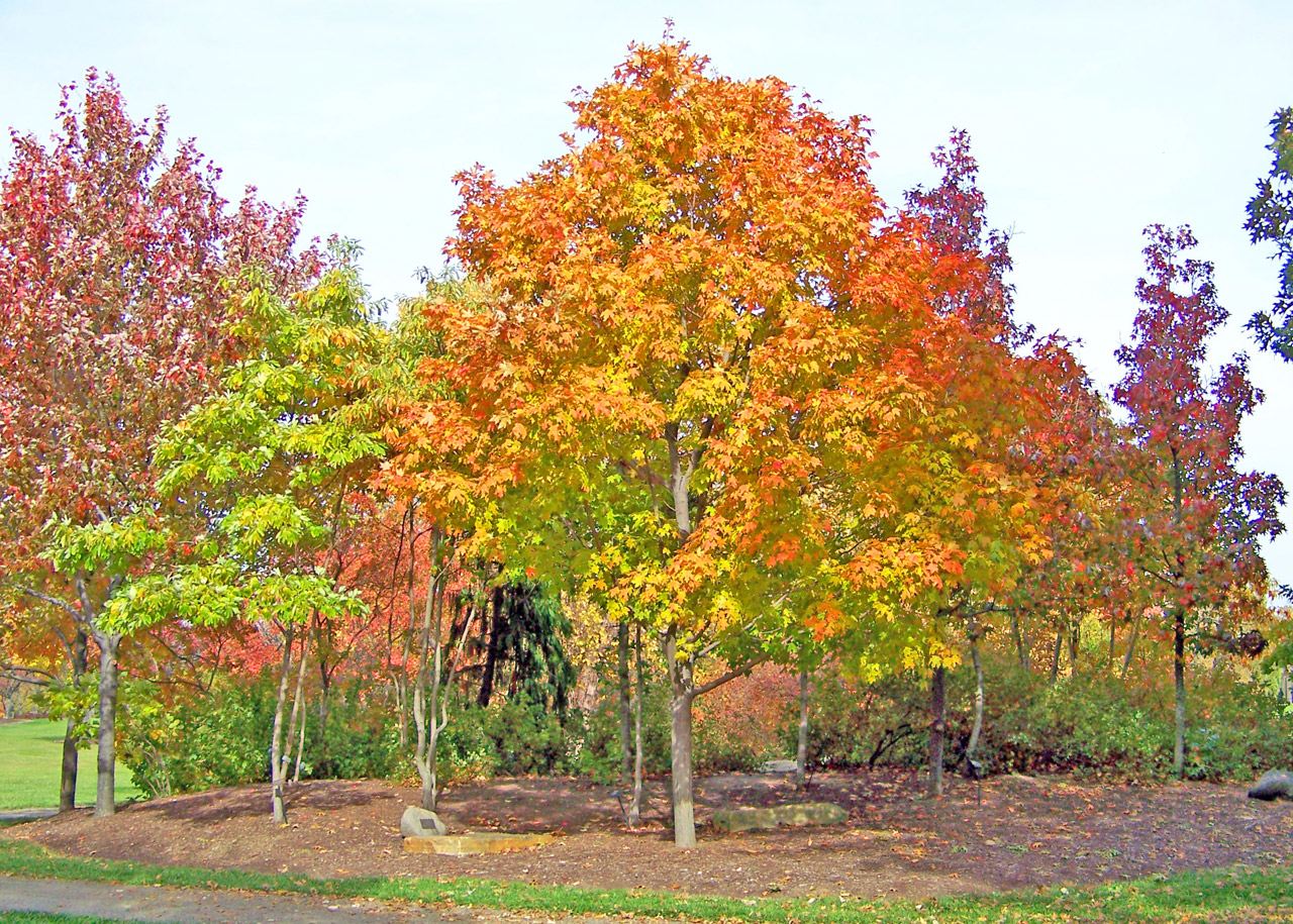 autumn fall maple free photo