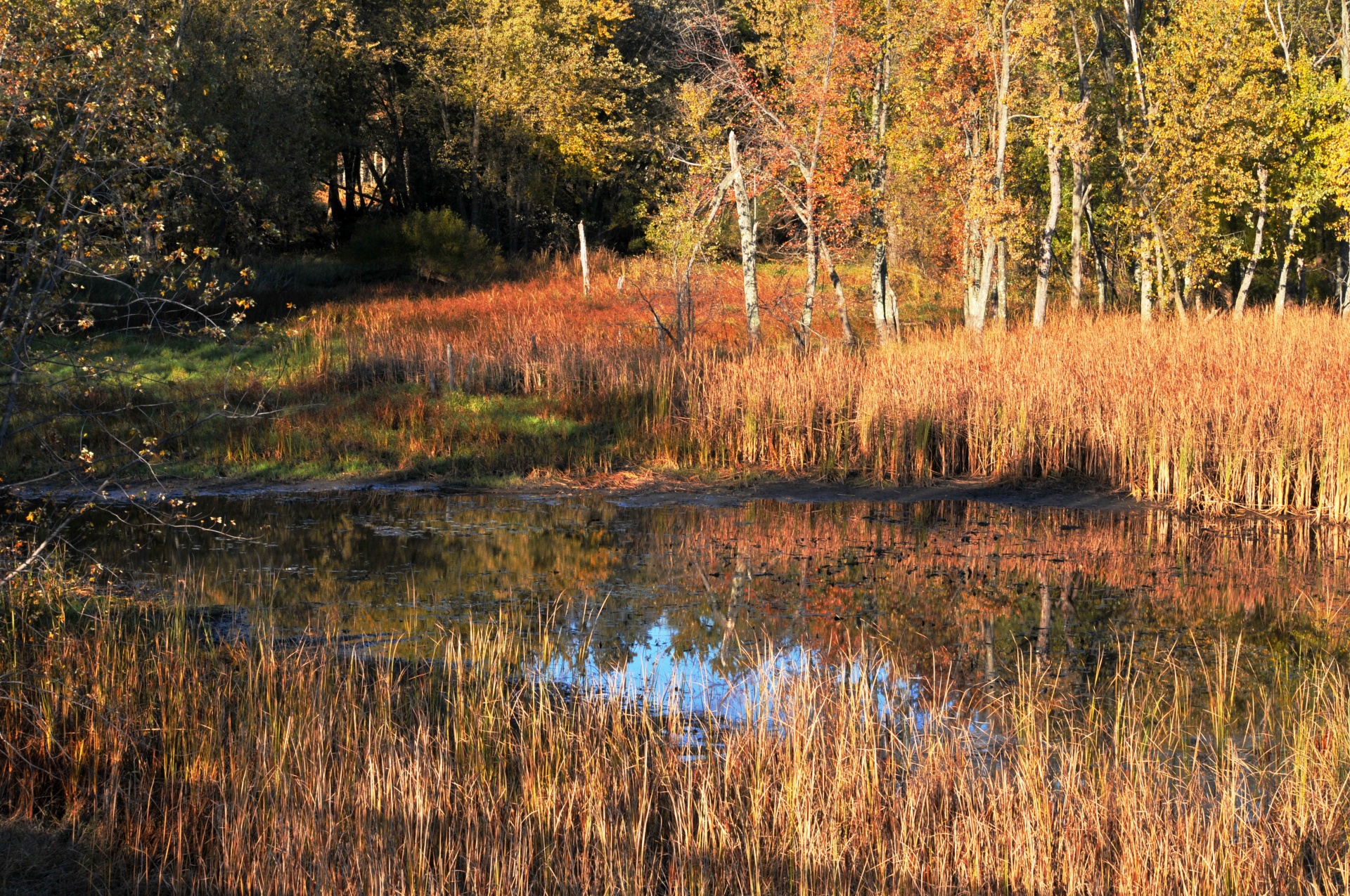 marsh water reflect free photo