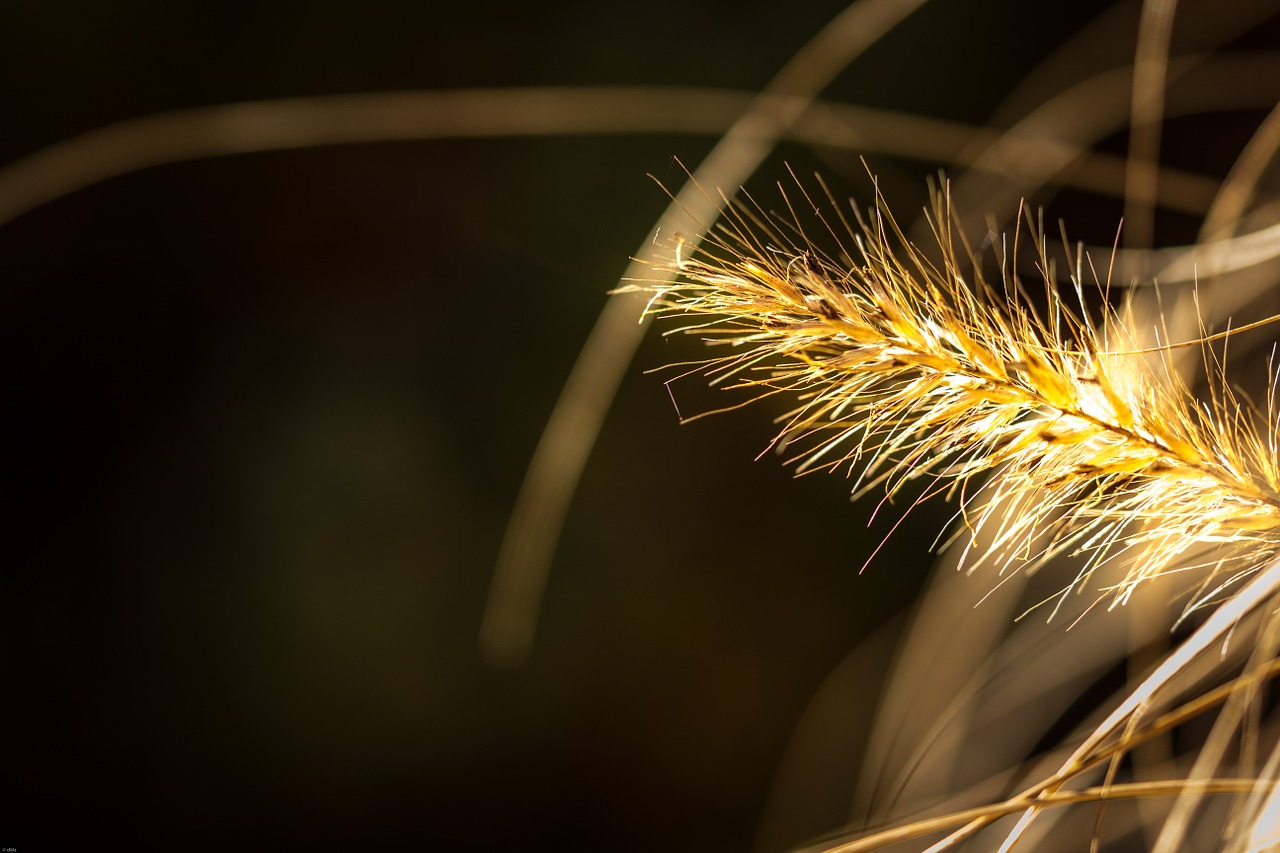 autumn mood blade of grass reed free photo