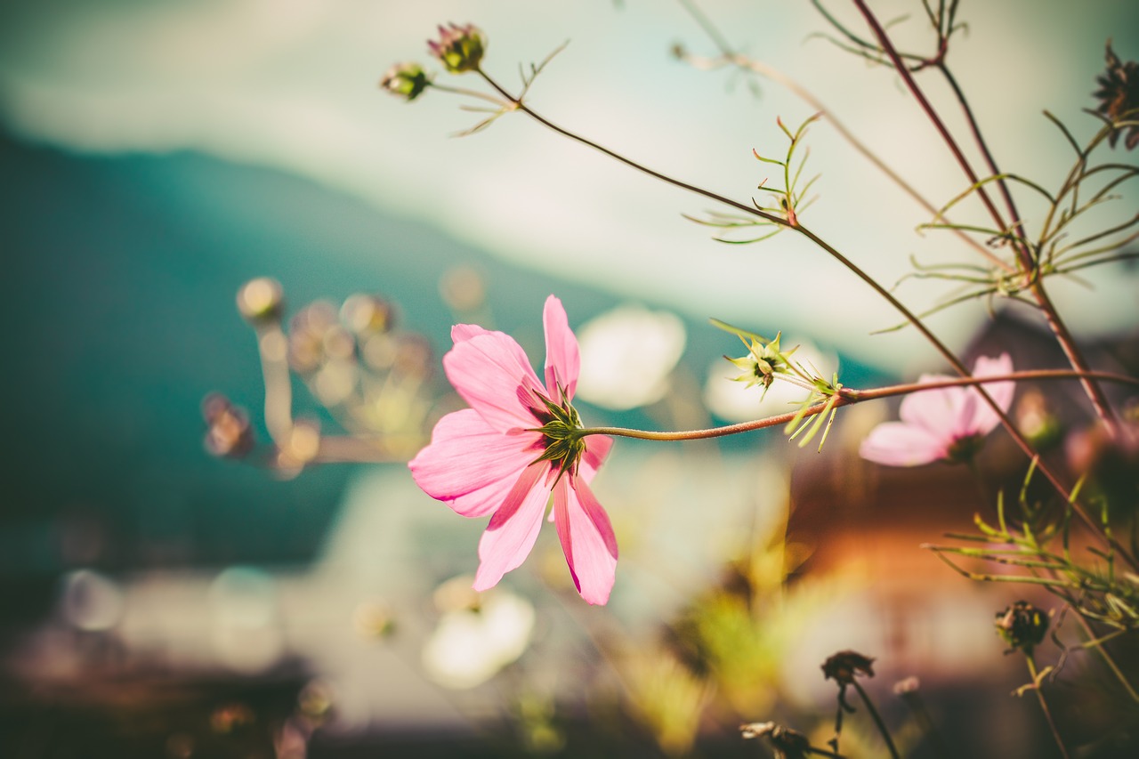 autumn mood fall flowers wind flower free photo