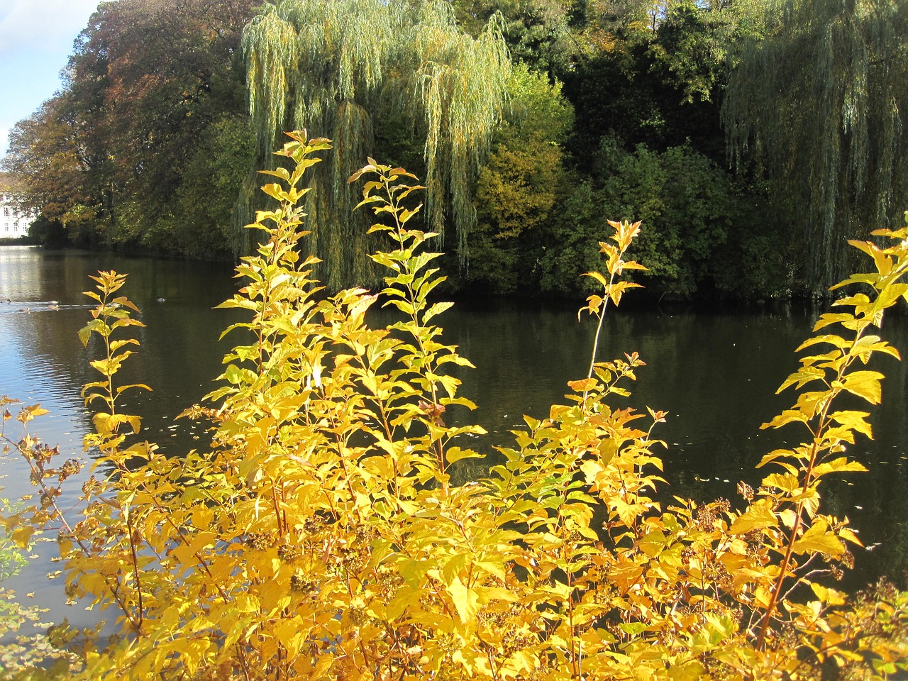 autumn mood autumn idyll at the pond free photo