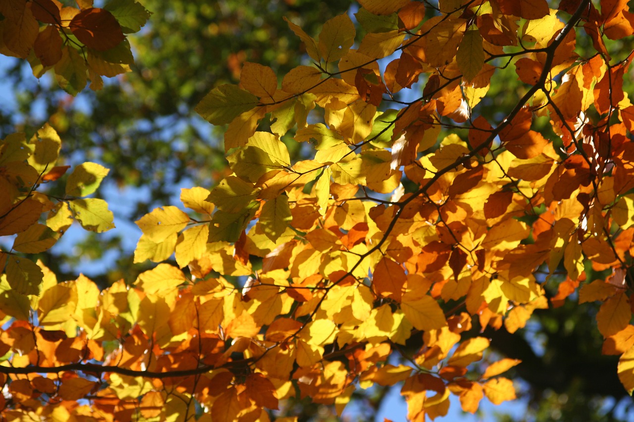 autumn mood fall foliage beech free photo