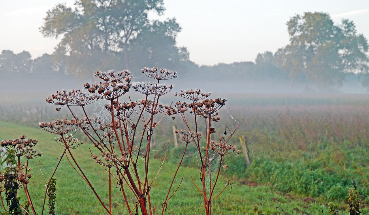 autumn mood fog fields free photo