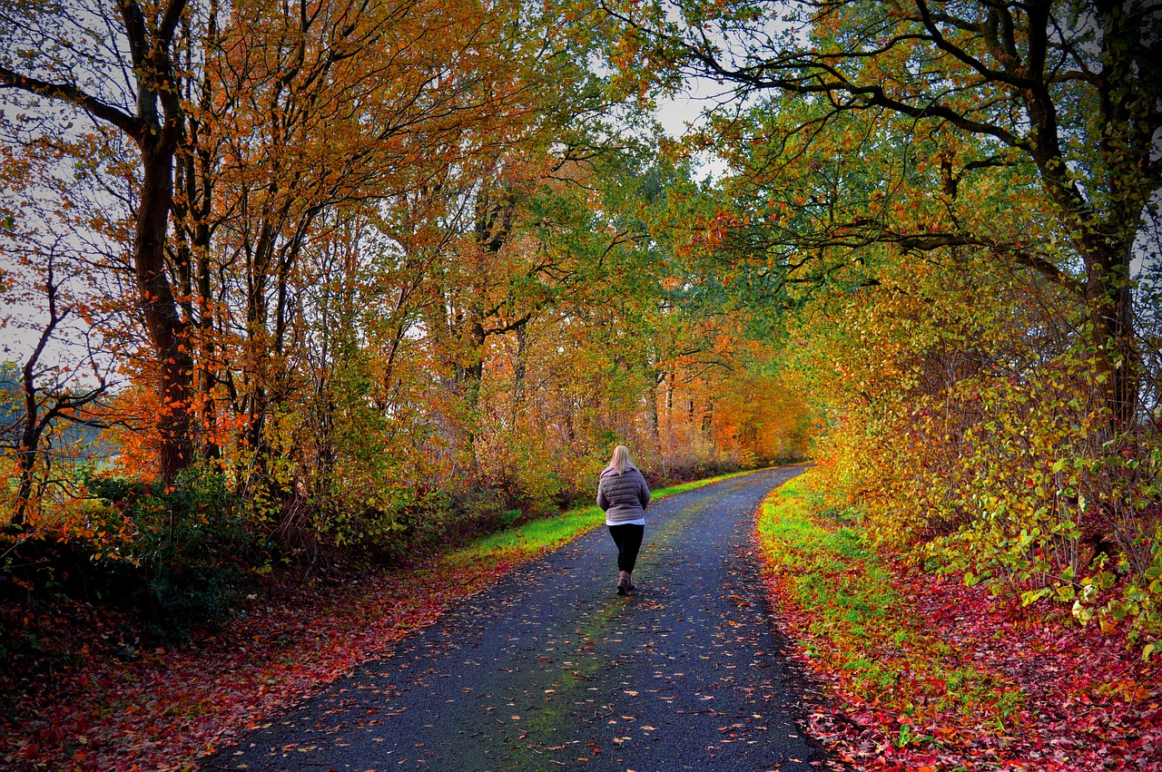 autumn mood  walk  alone free photo