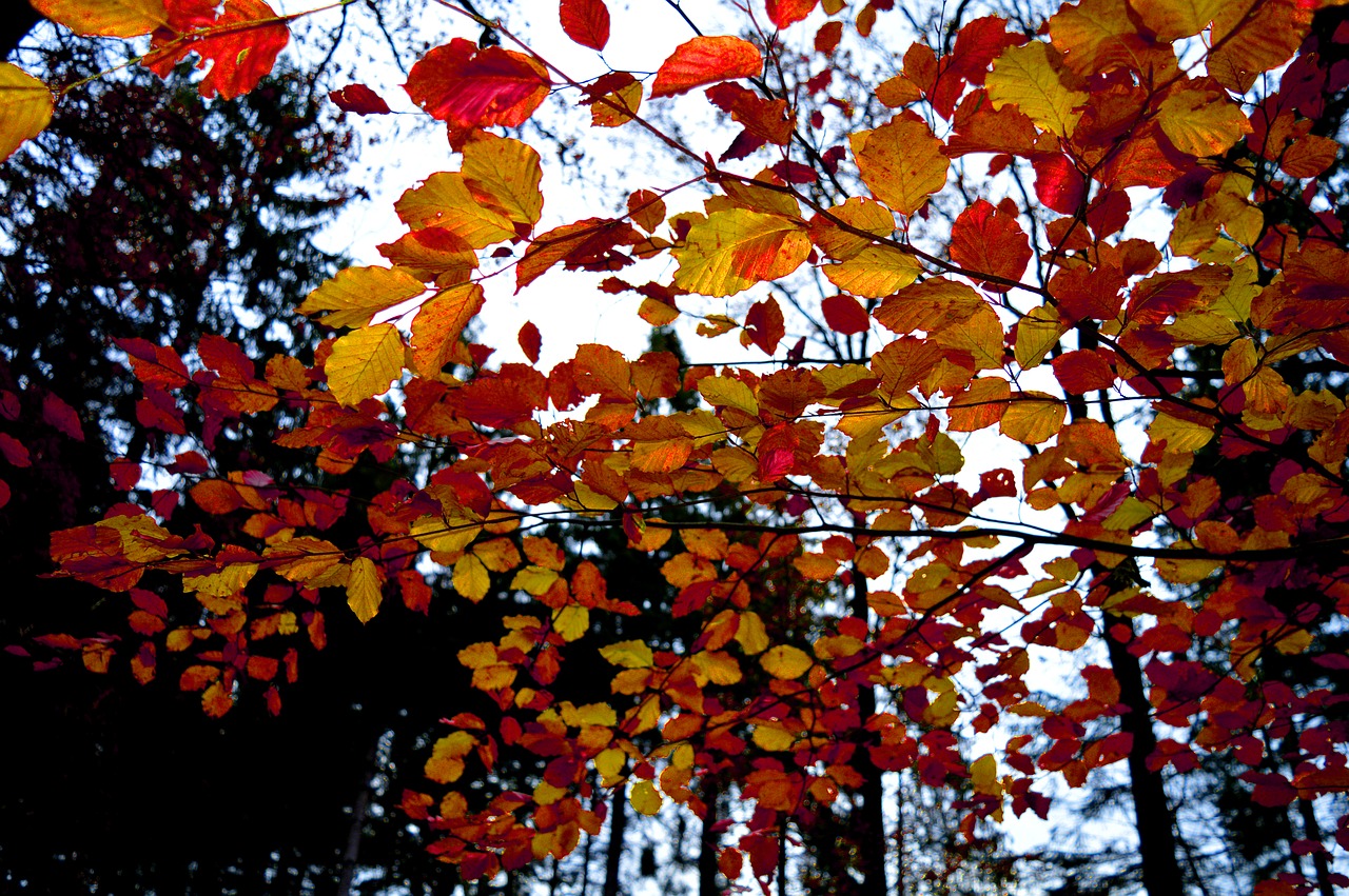 autumn mood  fall leaves  branches free photo