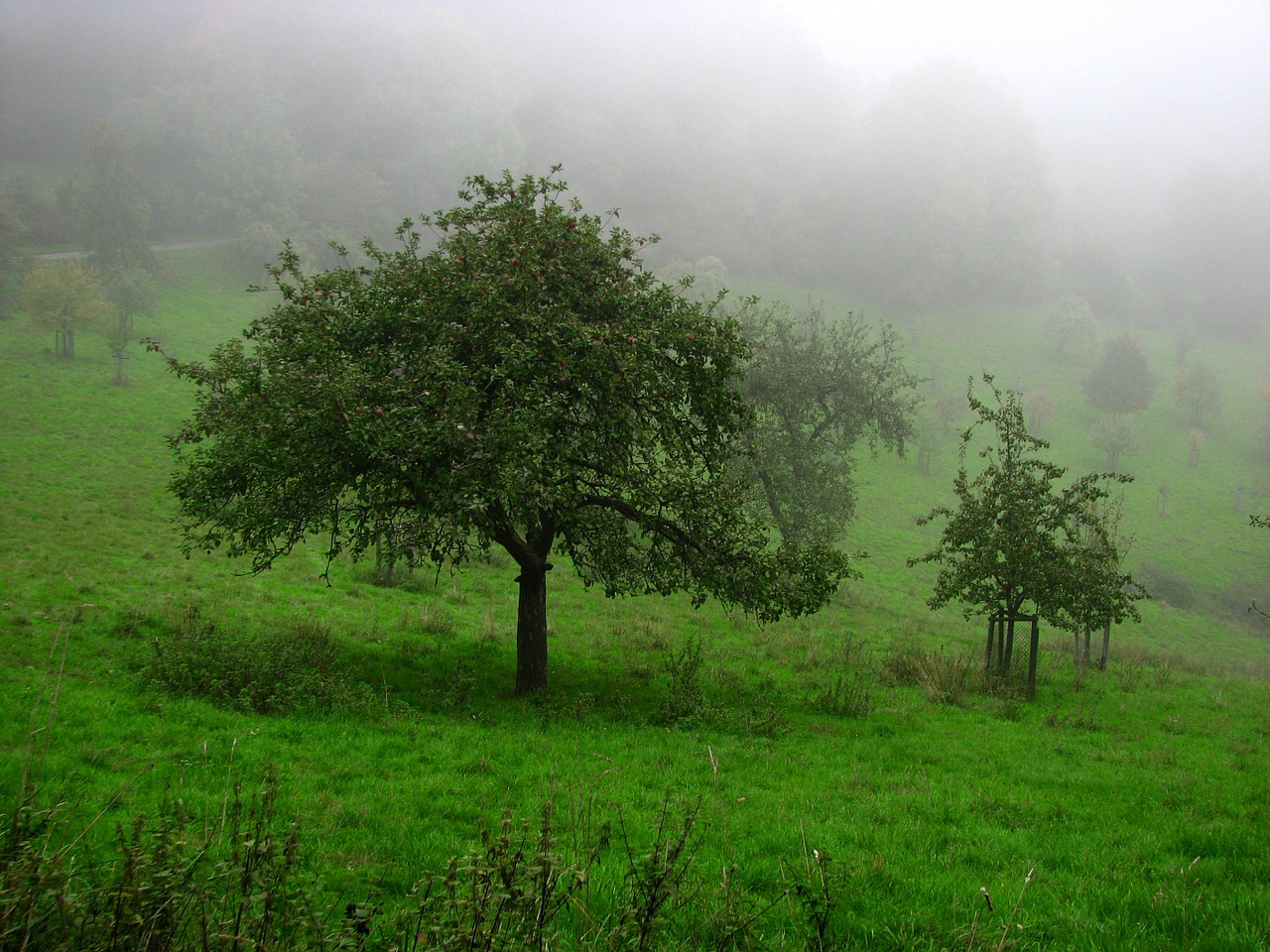 autumn mood fog meadow free photo