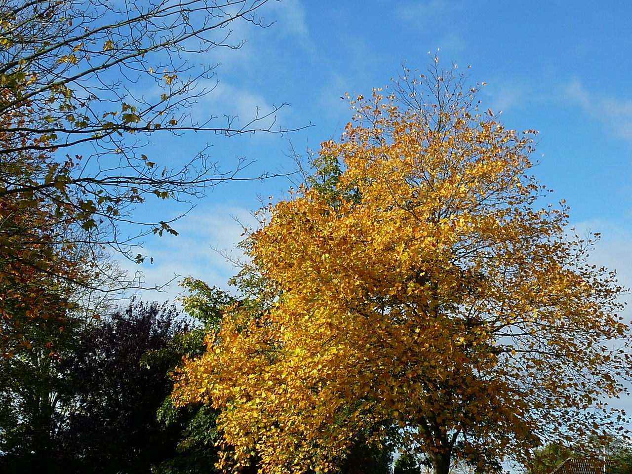 autumn mood fall foliage autumn free photo