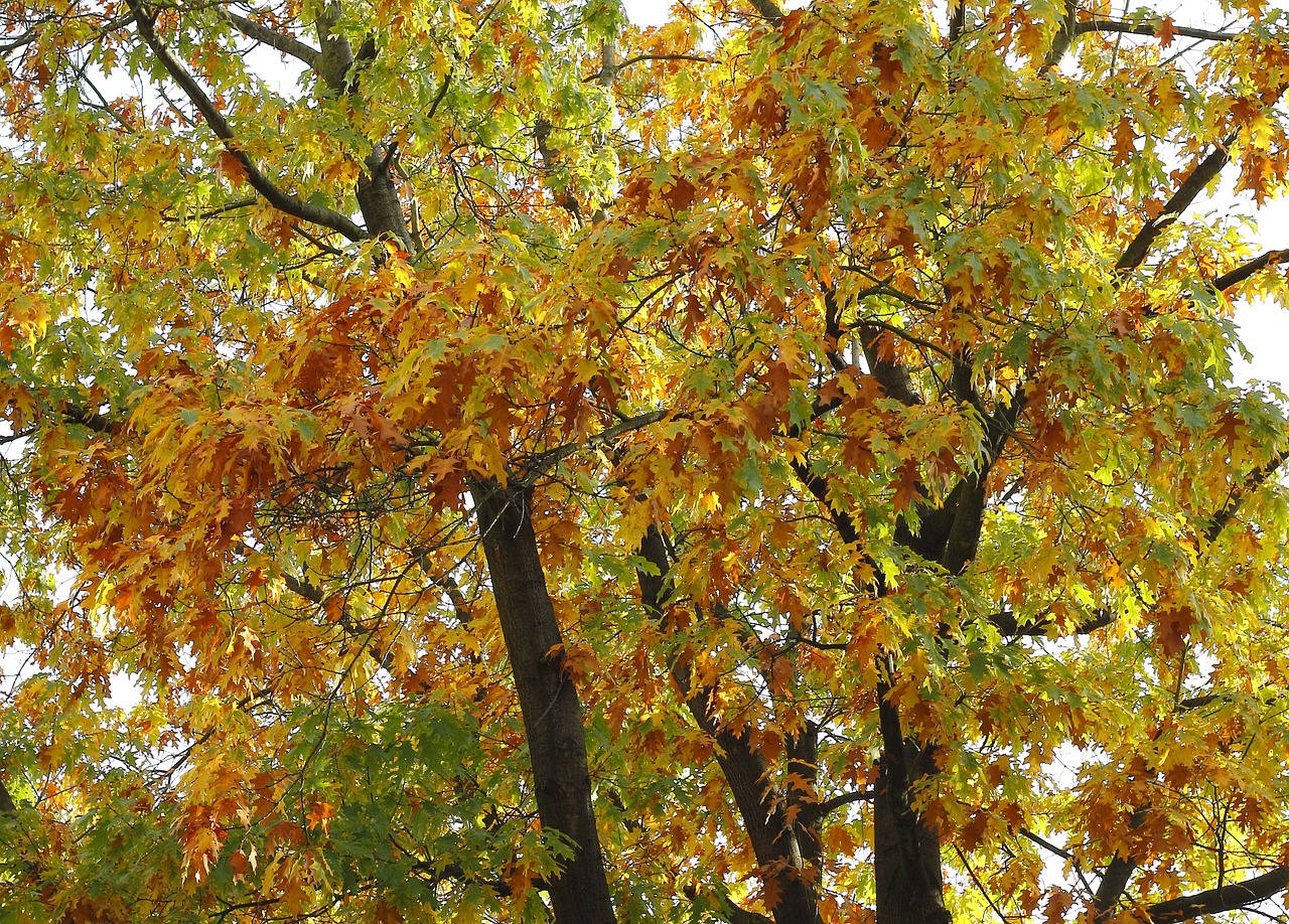 autumn mood tree autumn free photo