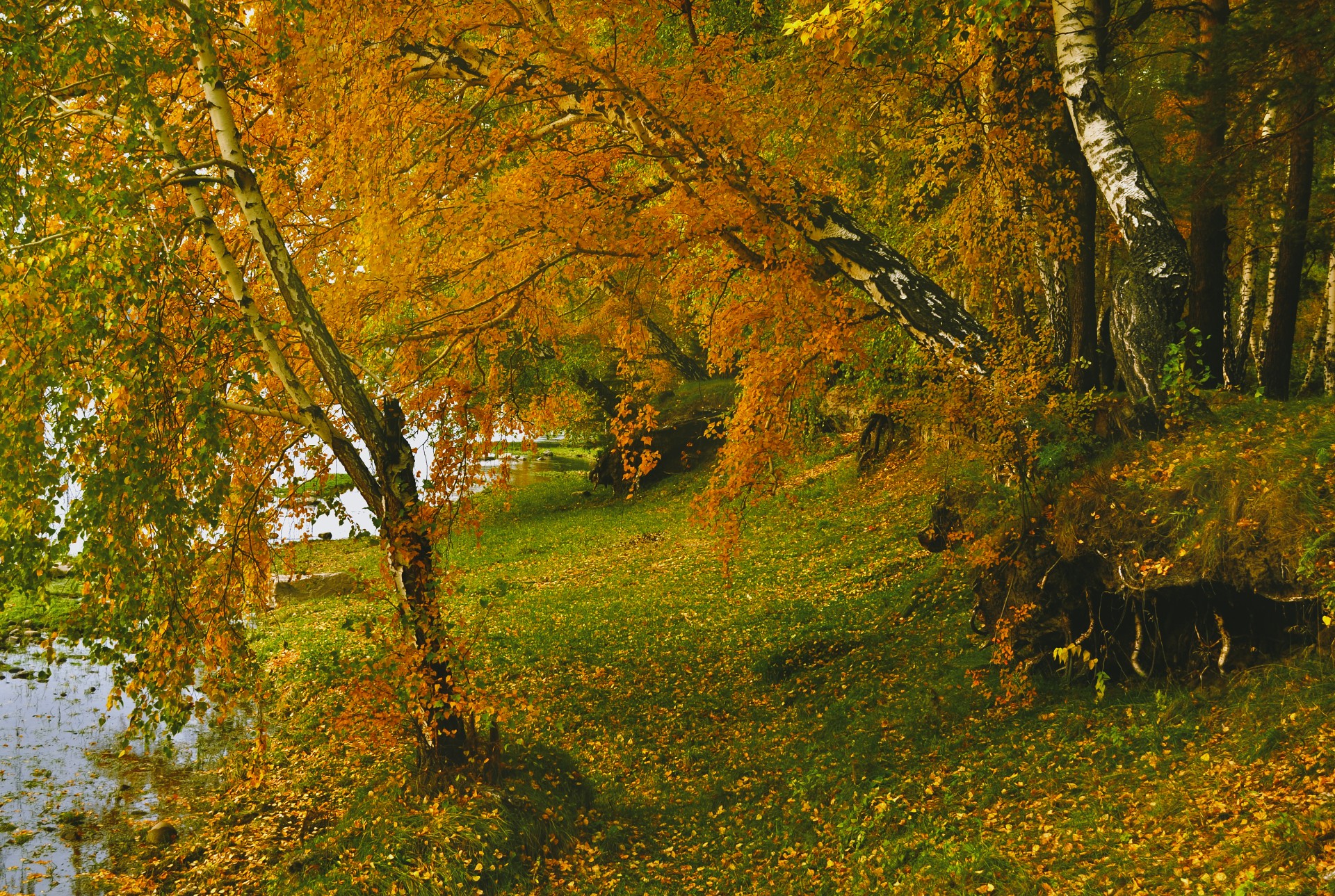 forest nature autumn free photo