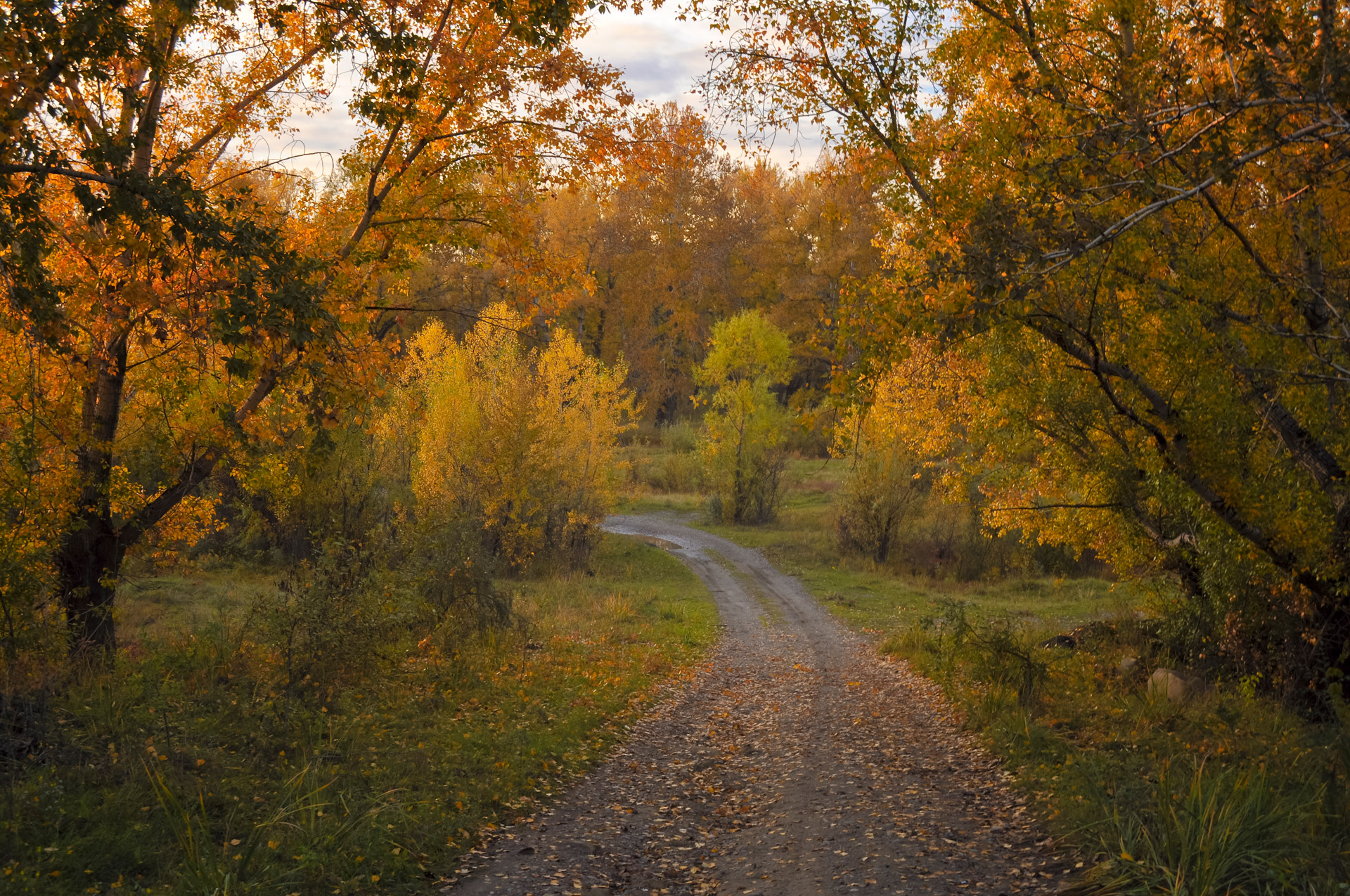 autumn road forest free photo