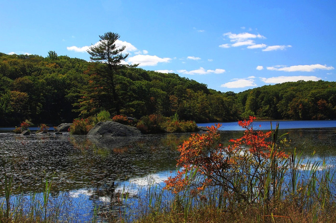 lake woods leafs free photo