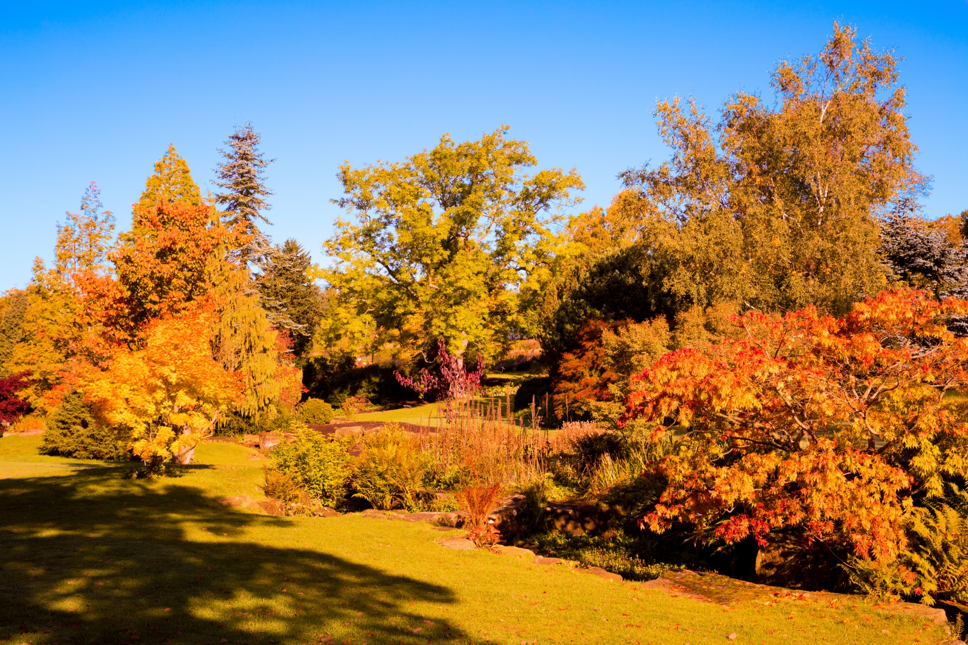 autumn brown color free photo