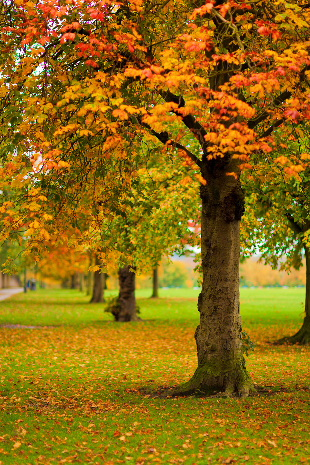 autumn fall foliage free photo