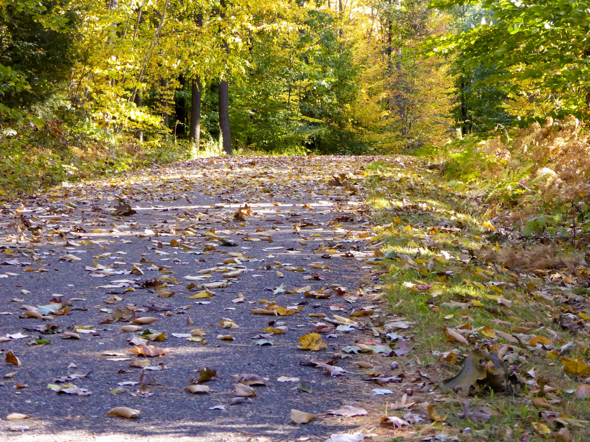 paths walking autumn free photo