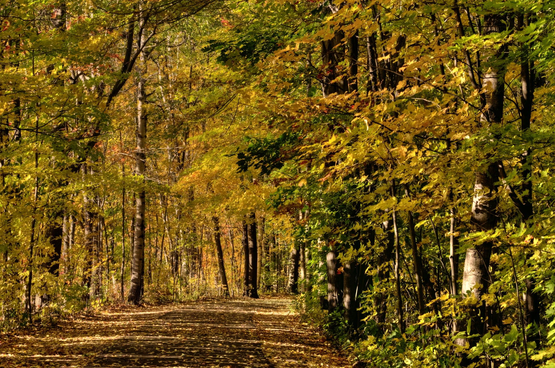 fall autumn foliage free photo