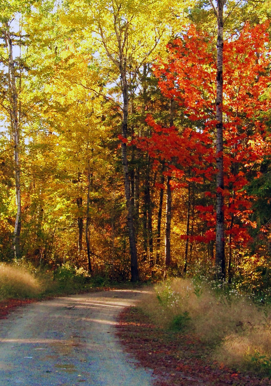 autumn path fall leaves free photo