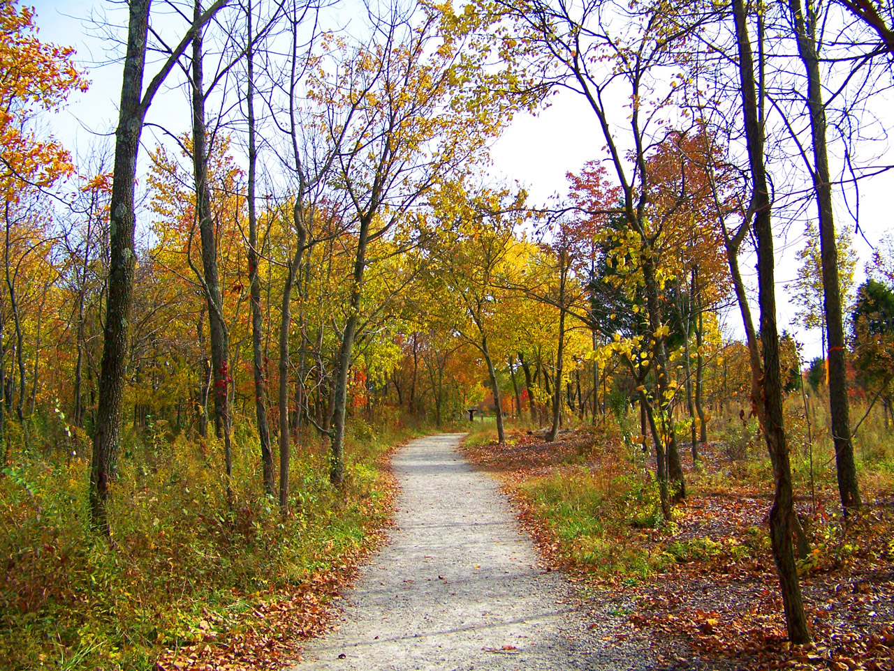 path field weeds free photo