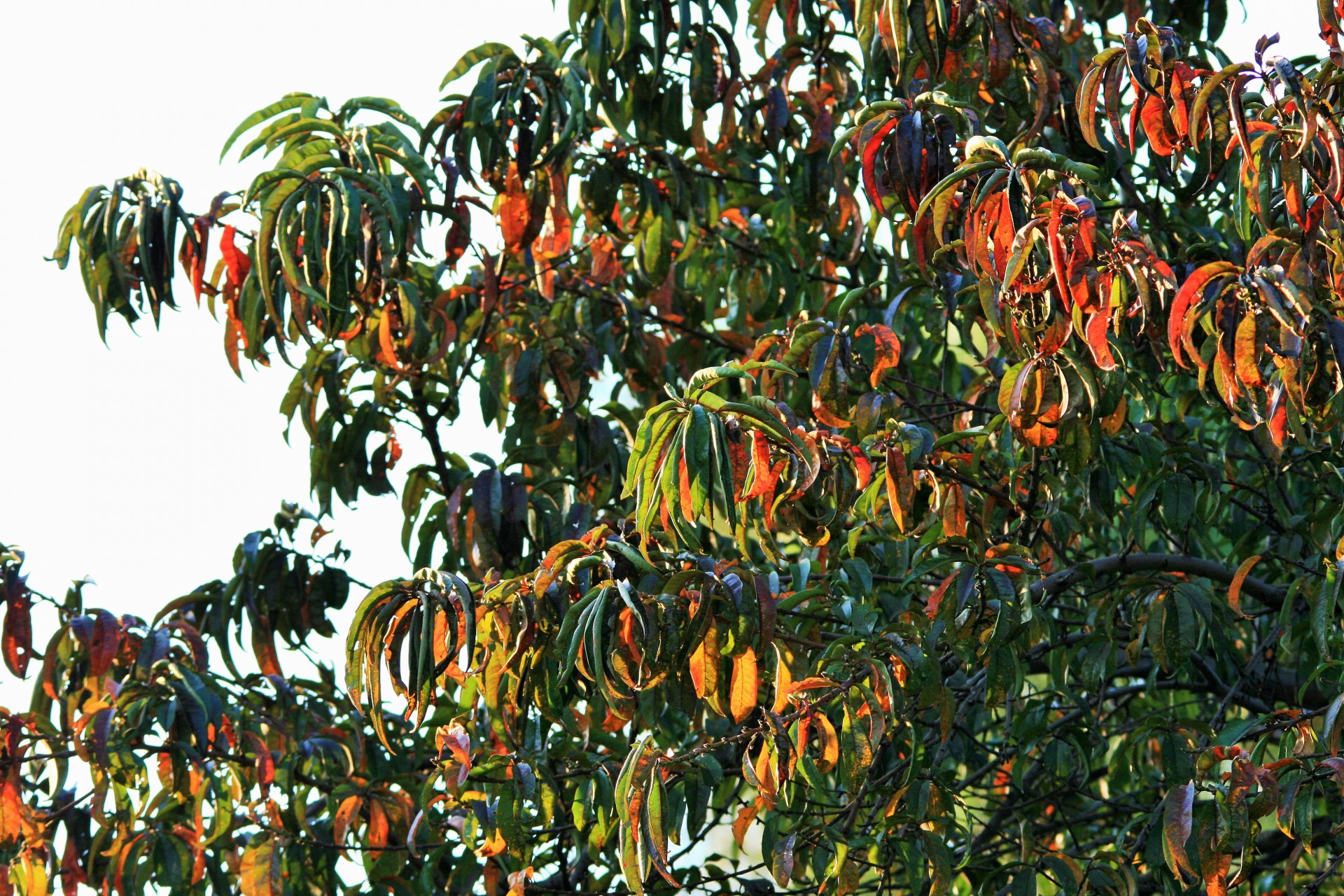 tree peach leaves free photo