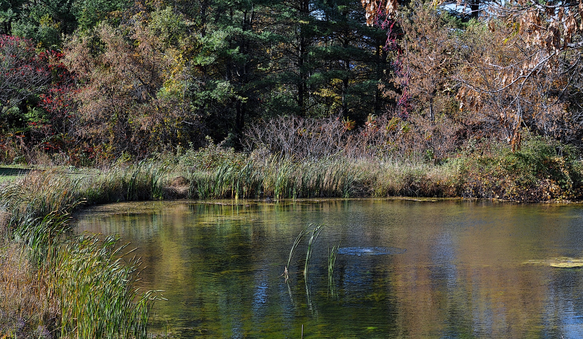 pond water lake free photo