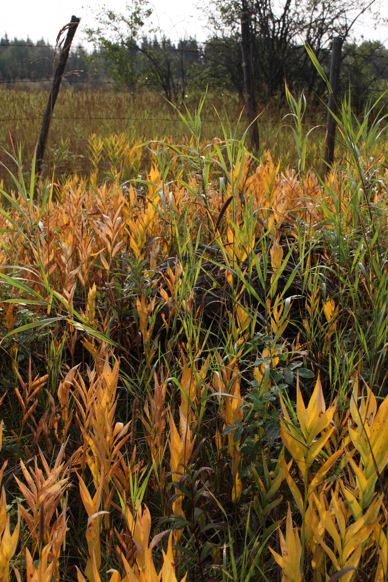 autumn prairie grass free photo