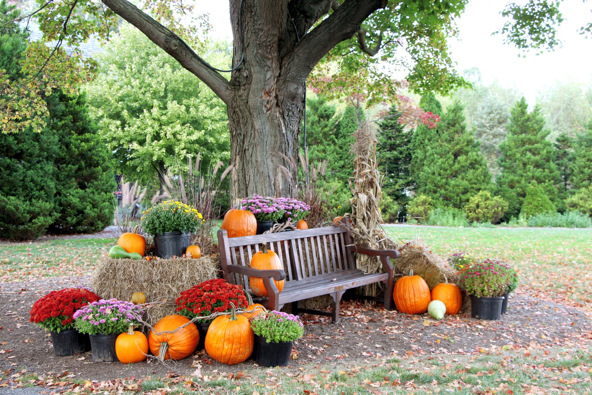 pumpkin pumpkins autumn free photo