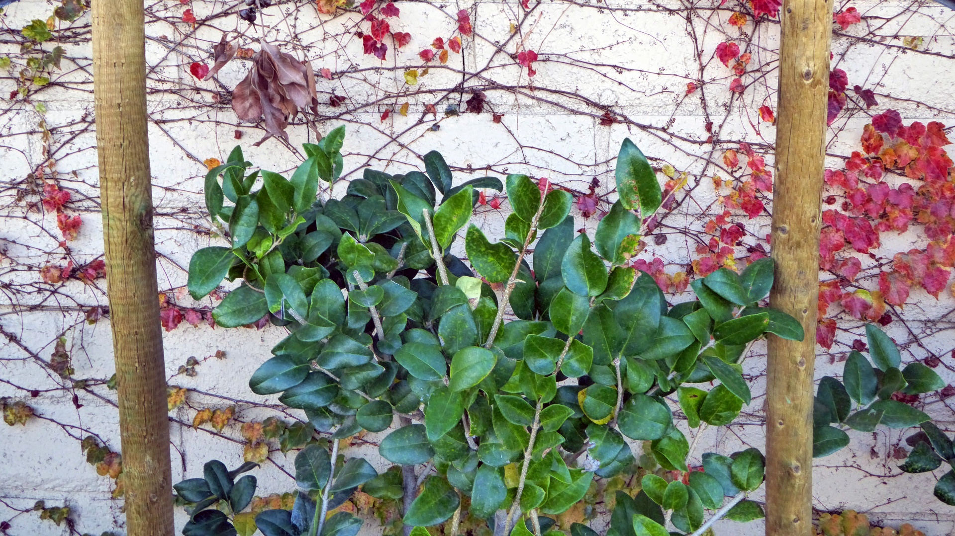 plant red ivy free photo