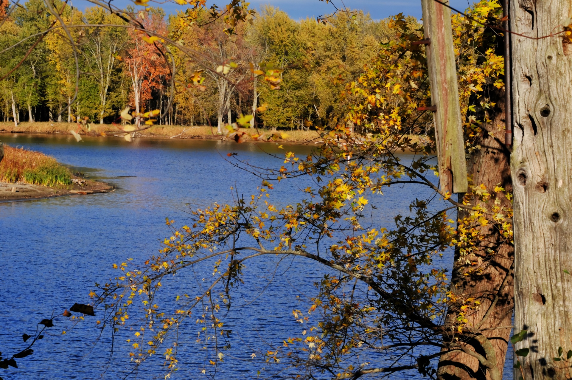 fall autumn foliage free photo