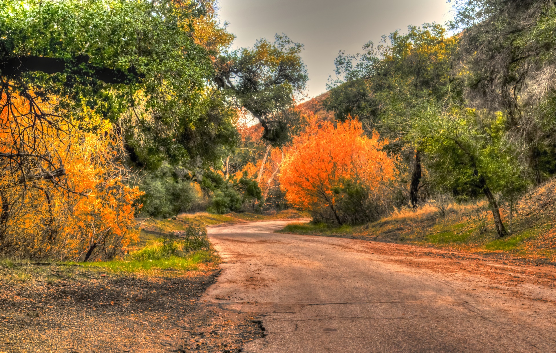 autumn fall road free photo