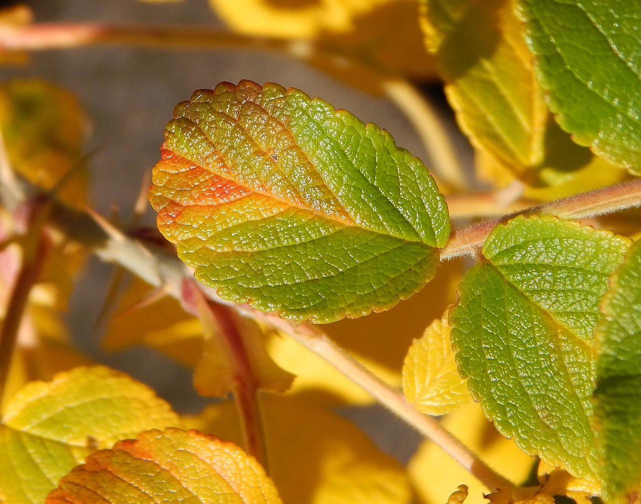 autumn rugosa rose rose leaves free photo