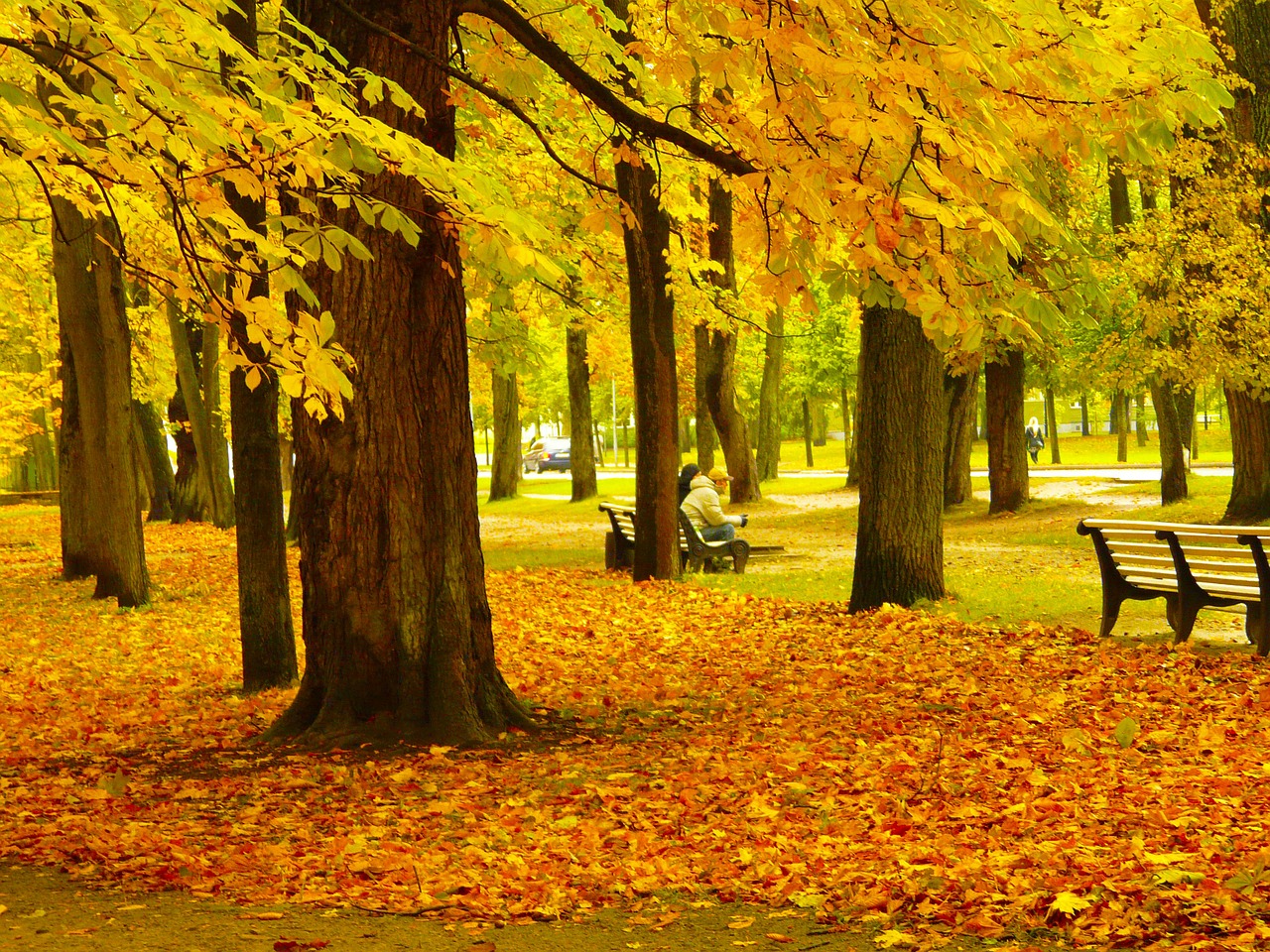 amazing fall colorful free photo