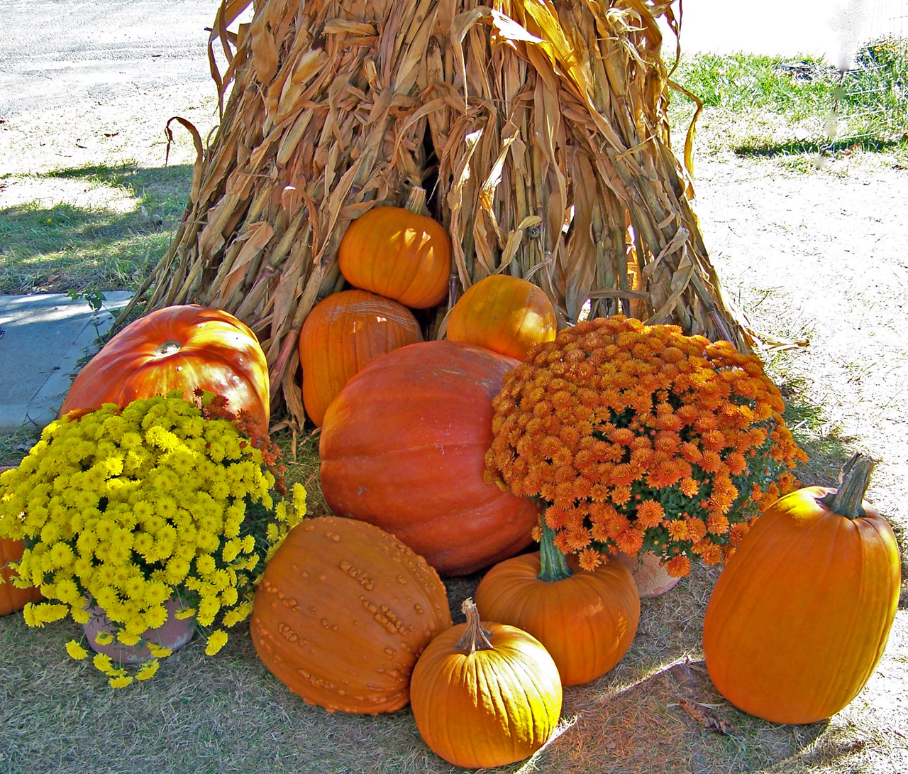 autumn fall pumpkins free photo