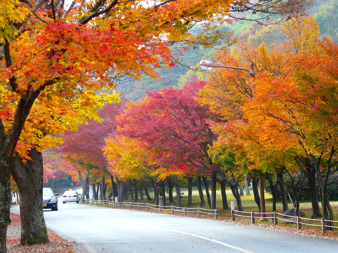 autumn season colorful leaves maple leaves free photo