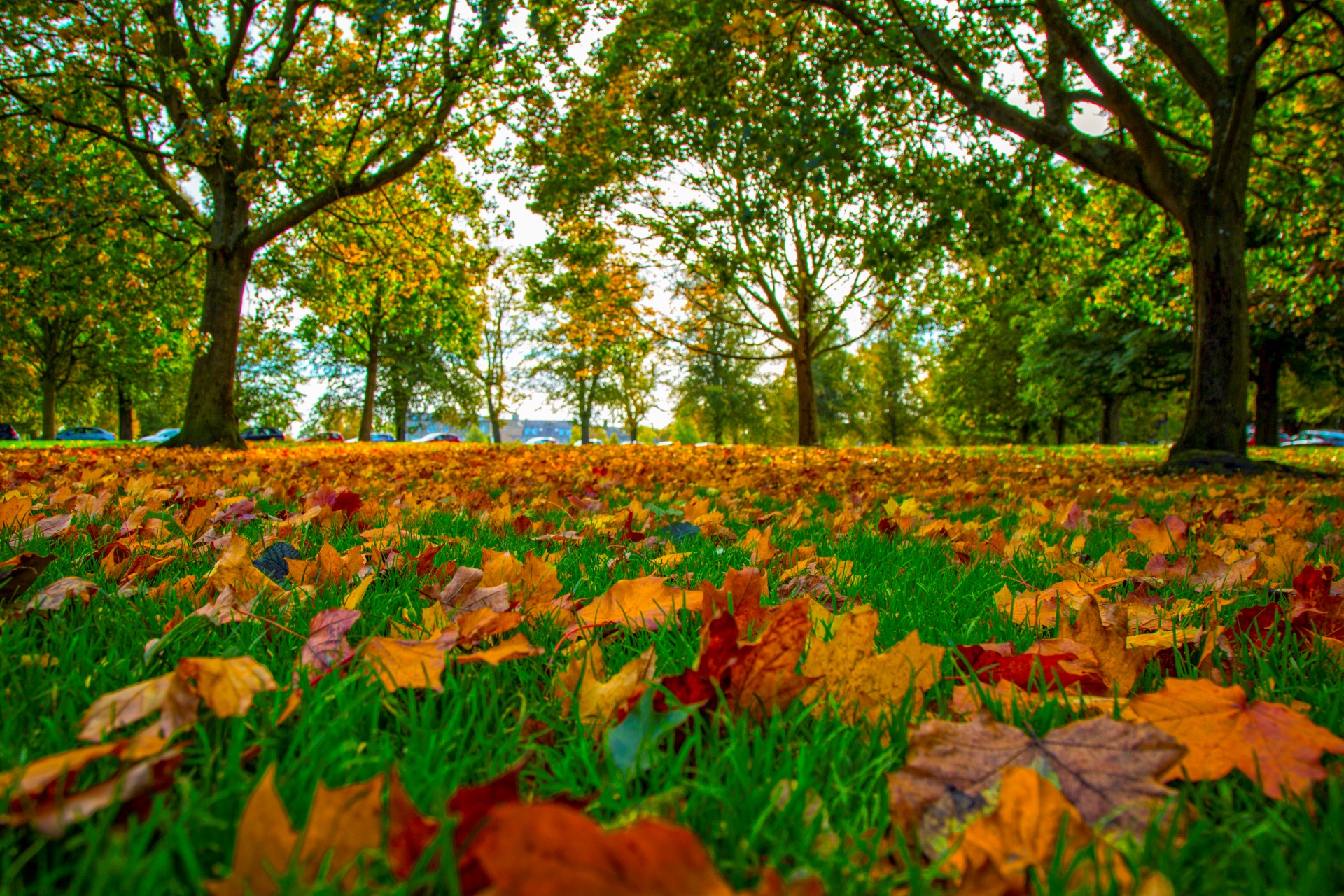 autumn seasons leaf free photo